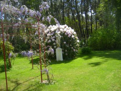 336_Glycine-et-statue-2.jpg