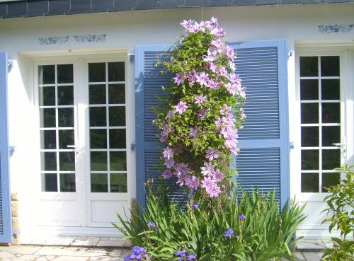 493_clematite-2.jpg