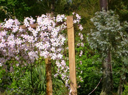 495_clematite.jpg
